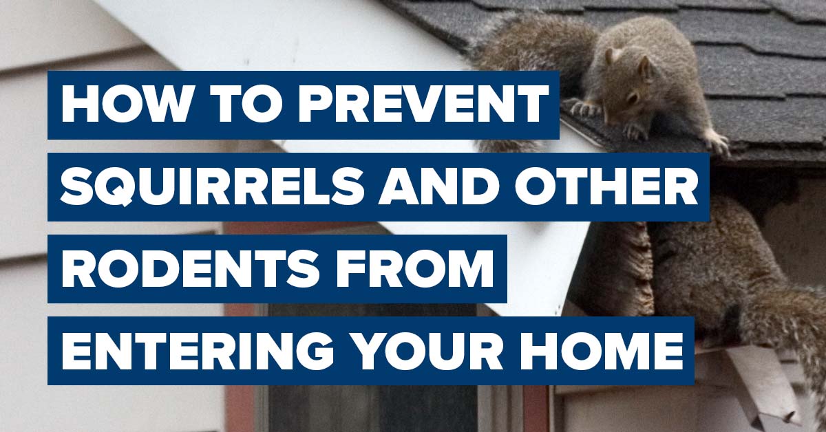 How to Prevent Squirrels and Other Rodents from Entering Your Home